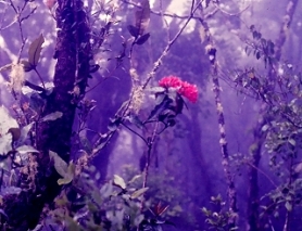 Kinabalu, Blüte im Regenwald