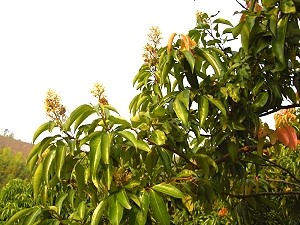 Lychee tree in blossom