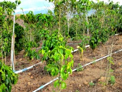 coffee plantation with sprinkler