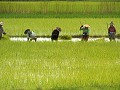 Reispflanzen mit einem Stock