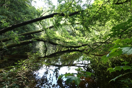 Mühlenteich in Großhansdorf