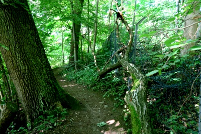 Großhansdorf, slope at lake Mühlenteich