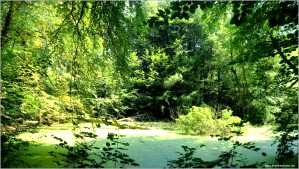 Paradies 1