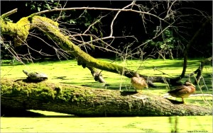 Paradies 7 Schildkroete u Enten