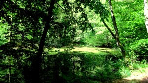 Paradies 5