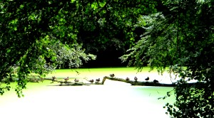 Paradies 3 mit Enten