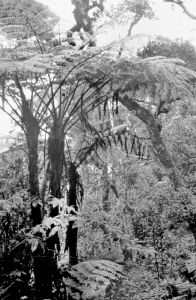 Kinabalu, Farnbäume