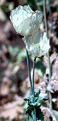 weiße Mohnblüte