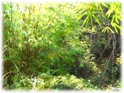 Blick auf Bambus