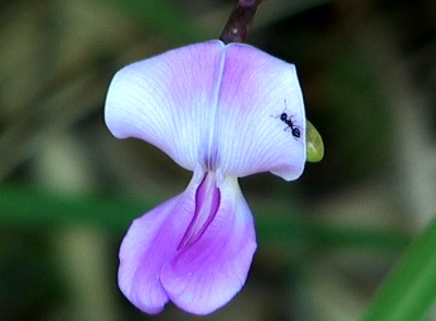 Orchid and ant