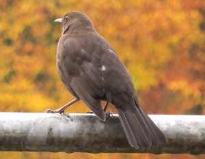 blackbird upon the balustrade