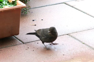 infuriated blackbird