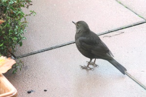 angry blackbird
