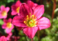blossom of Saxifraga