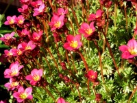 blossoms of Saxifraga