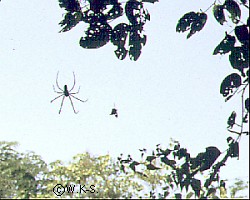 Spinne zwischen den Baeumen