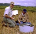 ricefield test