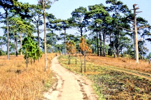 Phu Kradueng,path along the southern edge