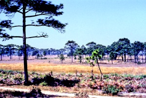 Phu Kradueng, Baumsteppe