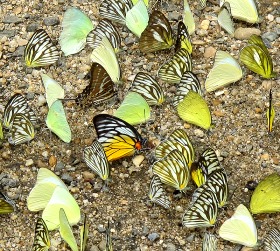 huddle