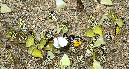 white-and-yellow butterflies