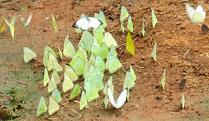 Yellow-and-white butterflies