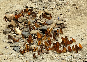 brown butterflies