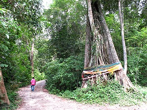 Bodhi tree