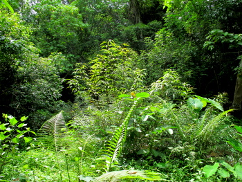 dense vegetation