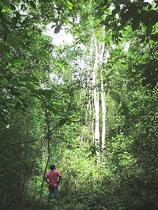 tall trees