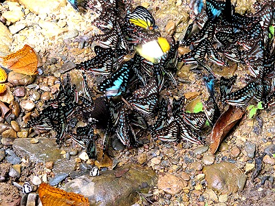 bluish-black butterflies