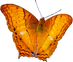 Schmetterling