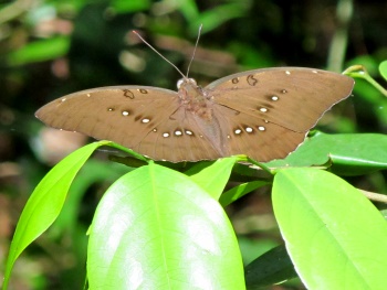 butterfly in the middle of the forest ...