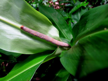 caterpillar