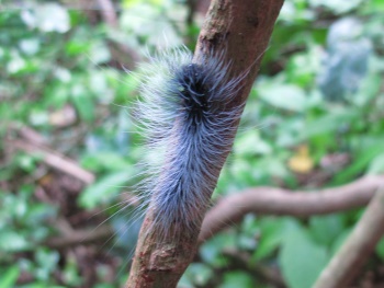 blue caterpillar