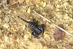 dead scorpion