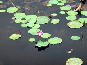 Sam Roi Yot, Büng Bua, Lotusblüte