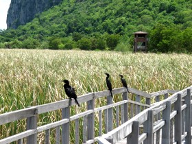 Sam Roi Yot, Bueng Bua, cormorants