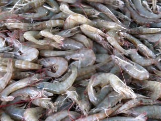 fresh shrimp