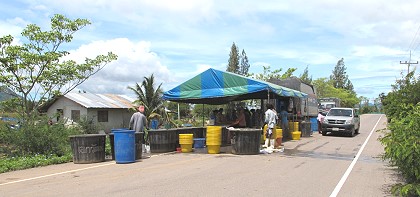 shrimp crop