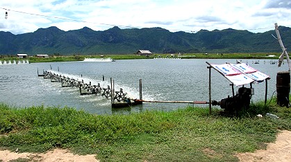 shrimp farm