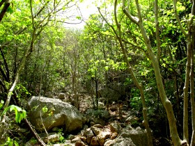 ascent through brushwood