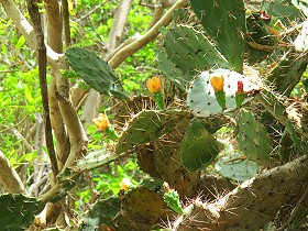 cactuses