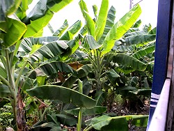 banana plantation