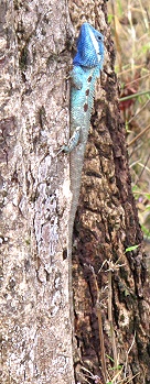 Phu Kradueng, chameleon ?