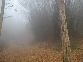 Phu Kradueng, in the clouds, bamboo