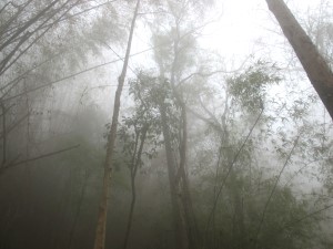 Phu Kradueng, in den Wolken