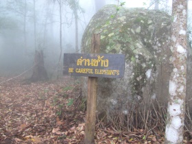 Phu Kradueng,wild elephants!