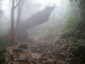 Phu Kradueng, in the clouds, fallen tree