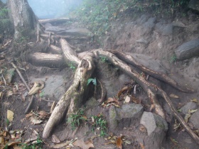 Phu Kradueng, tree roots